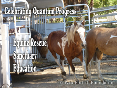 Mustangs saved by the Wild For Life Foundation